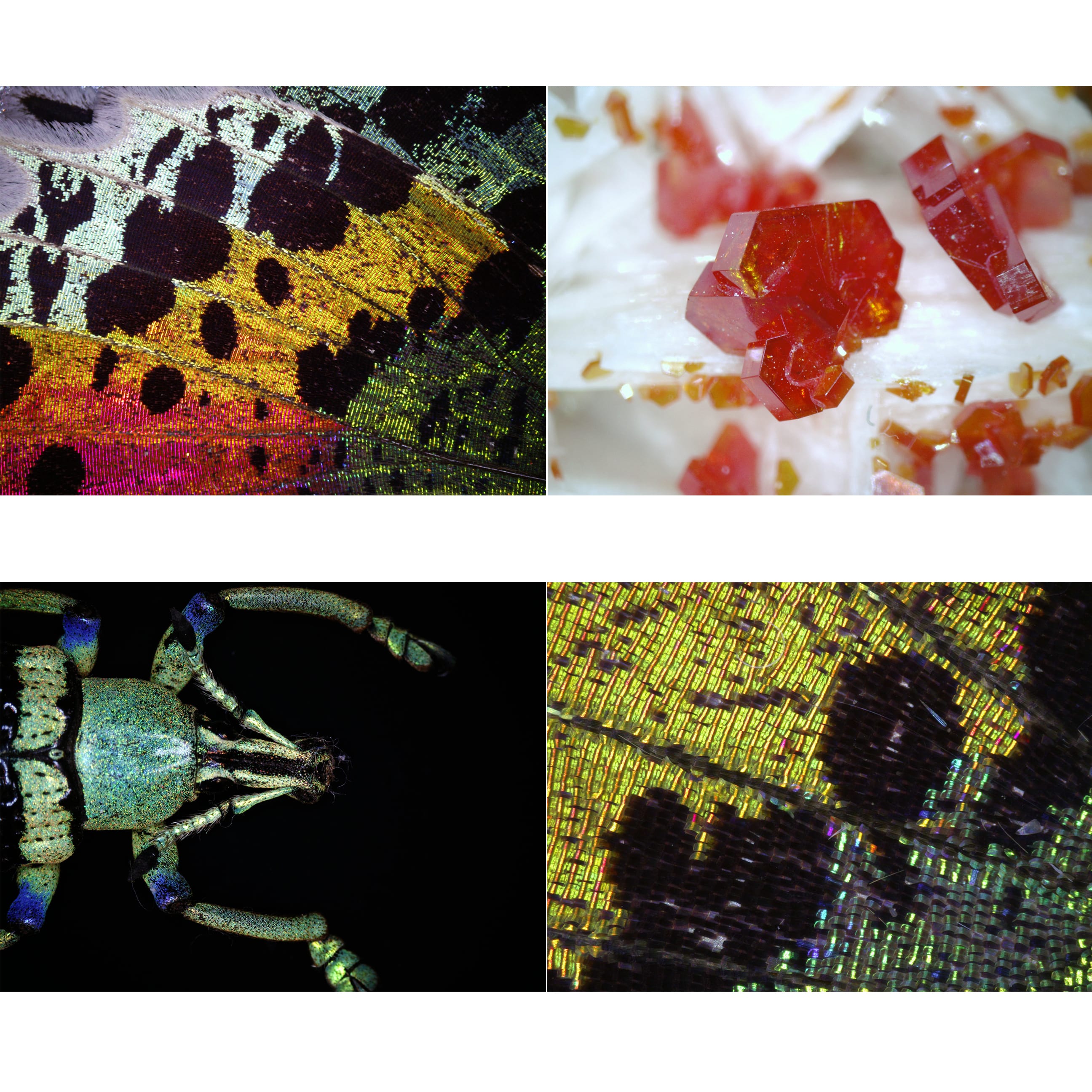   Potente microscopio digitale per hobbistica e lavoro  